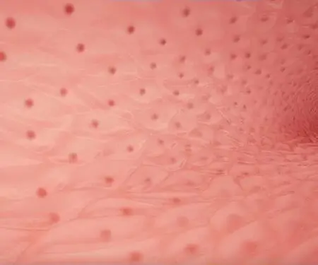 Crème Anti-Varices Venoxil