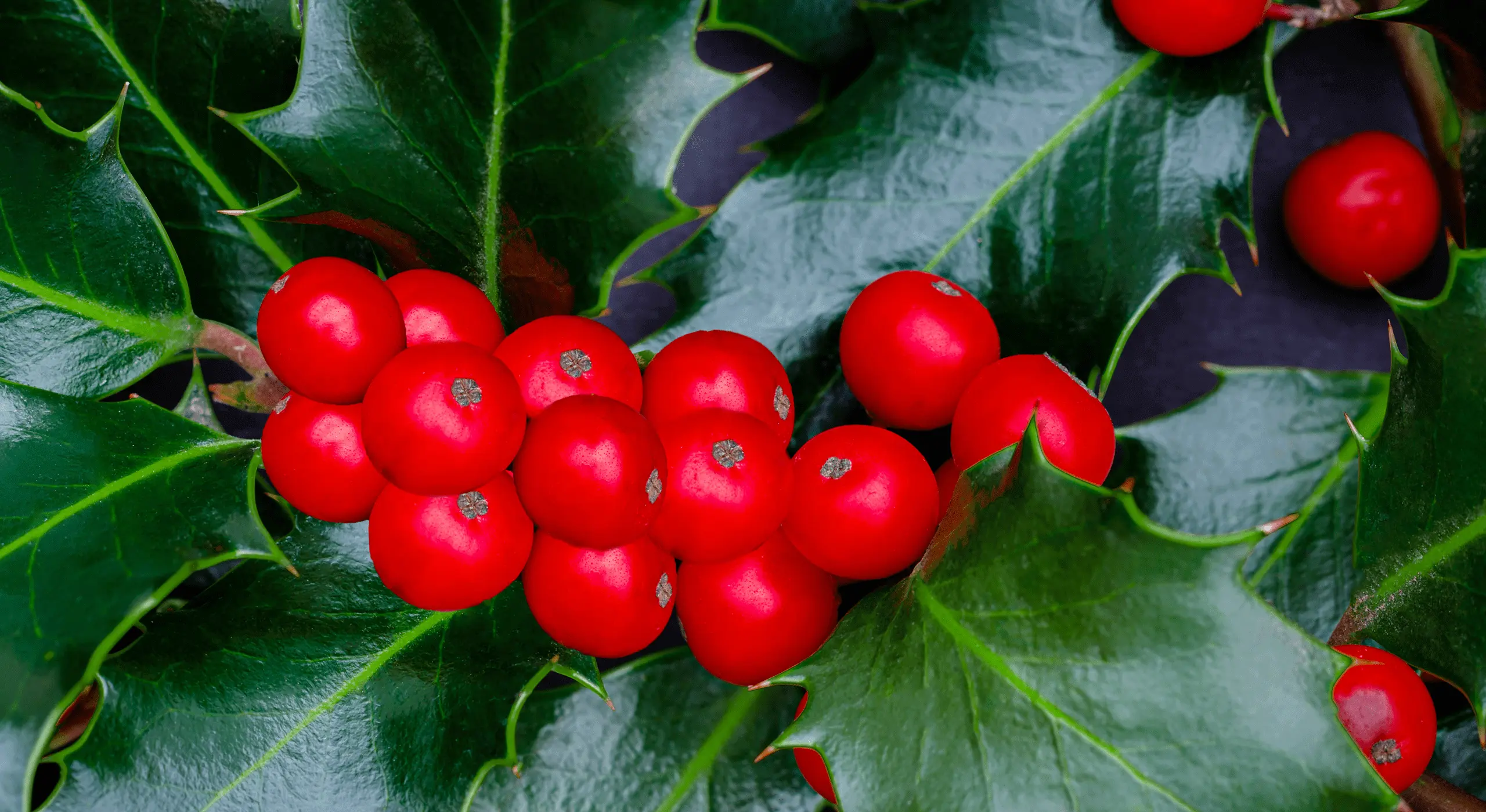 Crème Anti-Varices Venoxil