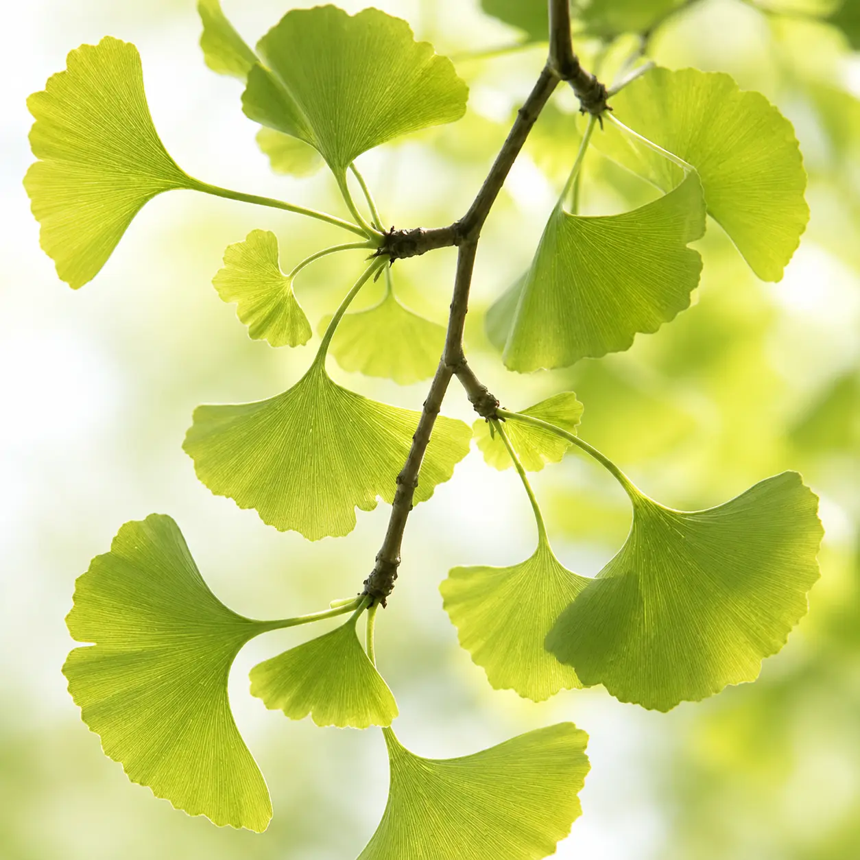 Miłorząb japoński Ginkgo biloba - składnik Fleboxin
